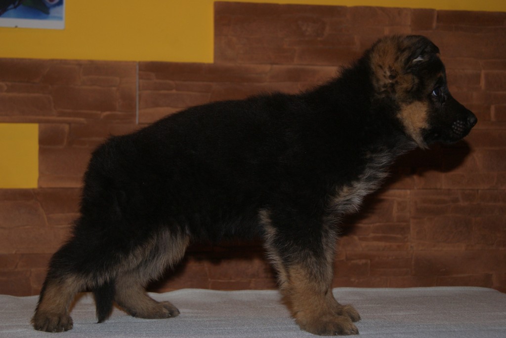 SONY DSC