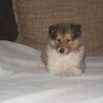 SONY DSC