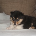 SONY DSC