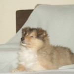 SONY DSC