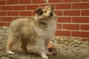 SONY DSC