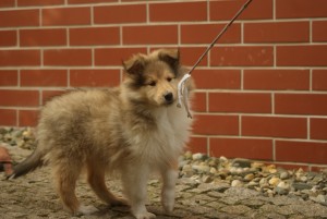 SONY DSC