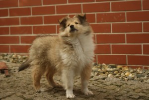 SONY DSC