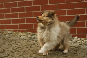 SONY DSC