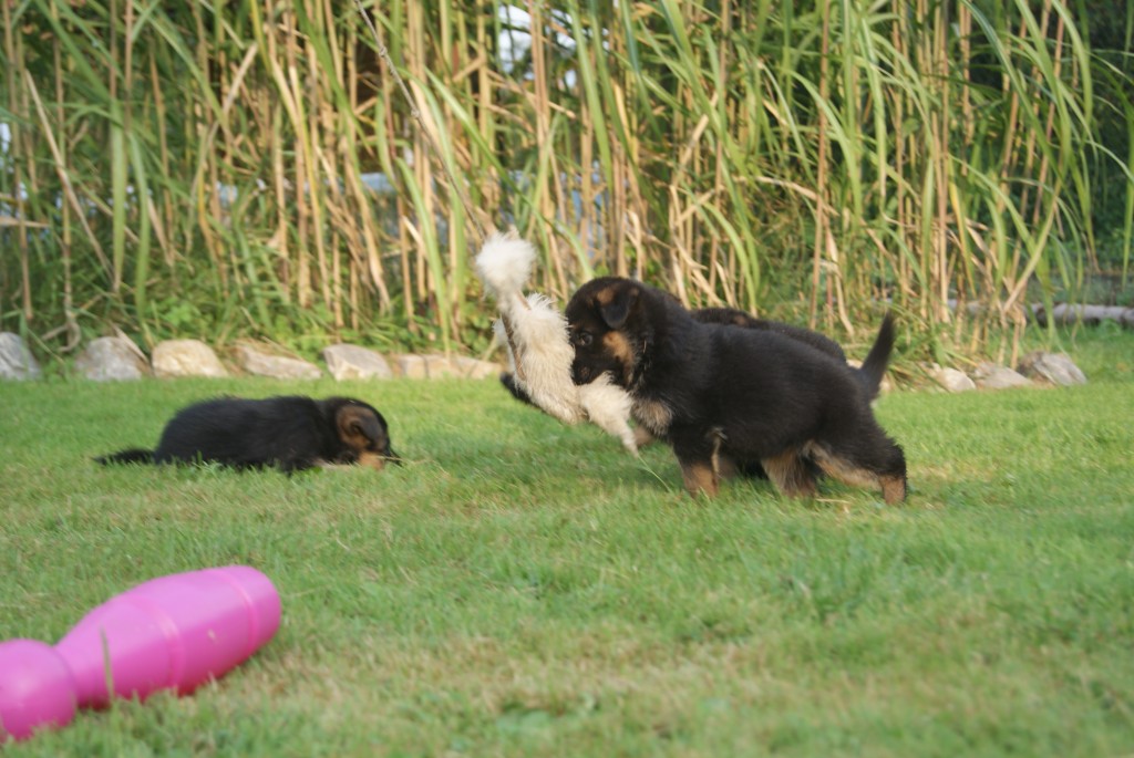 SONY DSC
