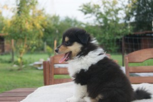 SONY DSC