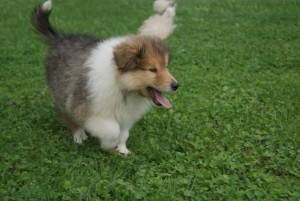 SONY DSC