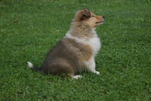 SONY DSC