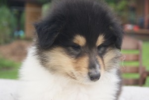 SONY DSC