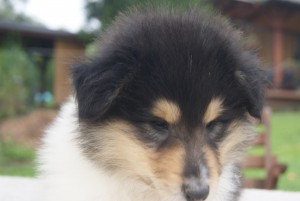 SONY DSC