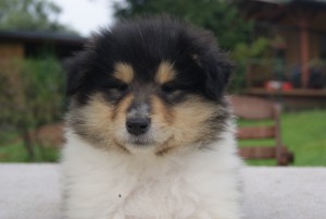 SONY DSC
