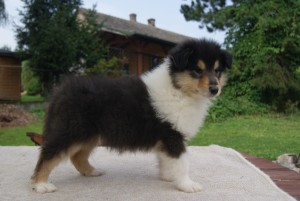 SONY DSC