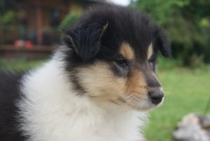 SONY DSC