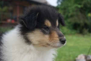 SONY DSC