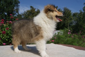 SONY DSC