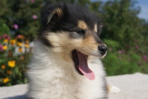SONY DSC