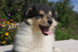 SONY DSC