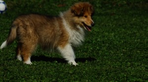 DSC02747