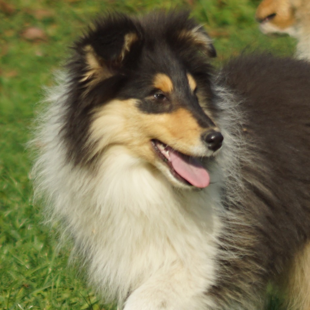 DSC00765-crop