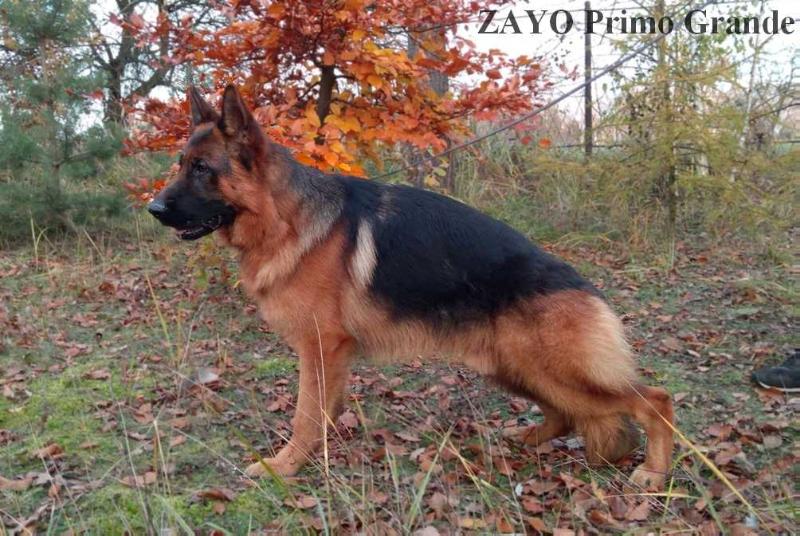 zayo