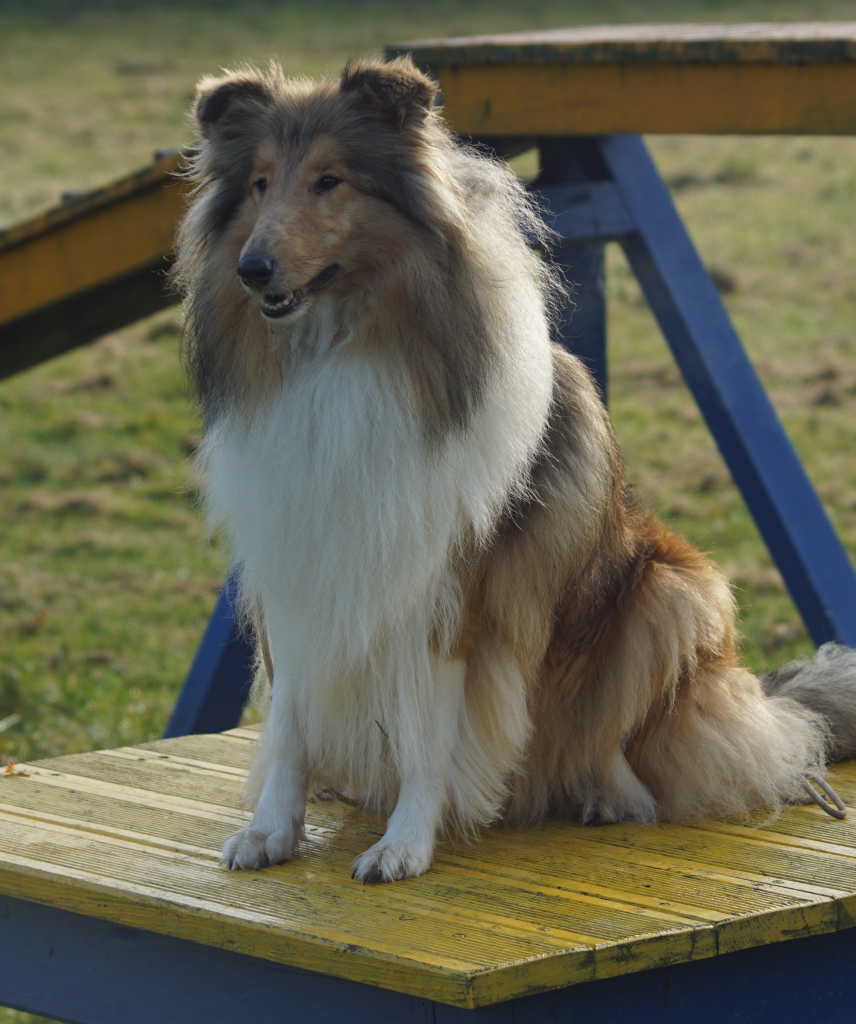 SALLY STÓŁ