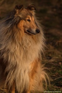 lady