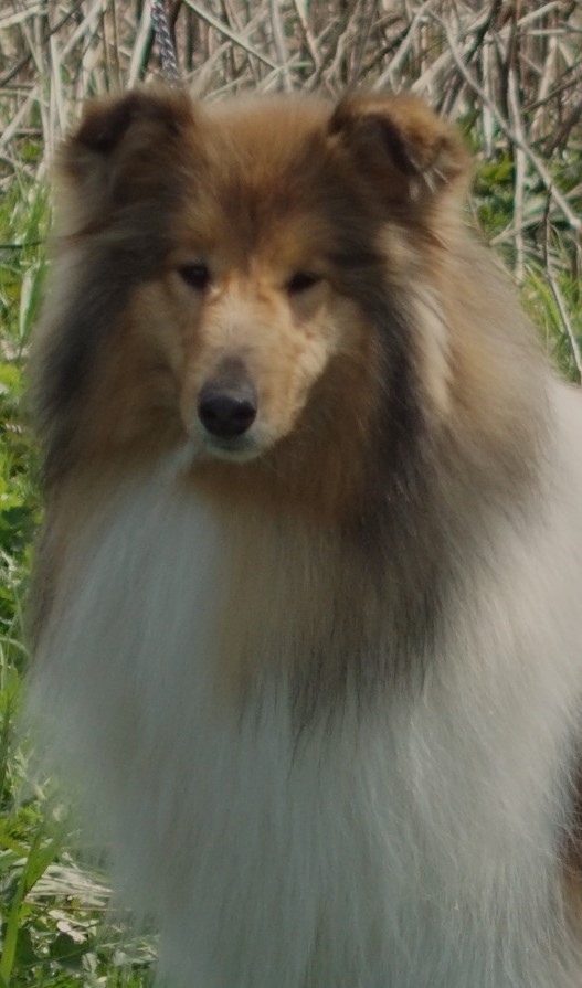 feli 1