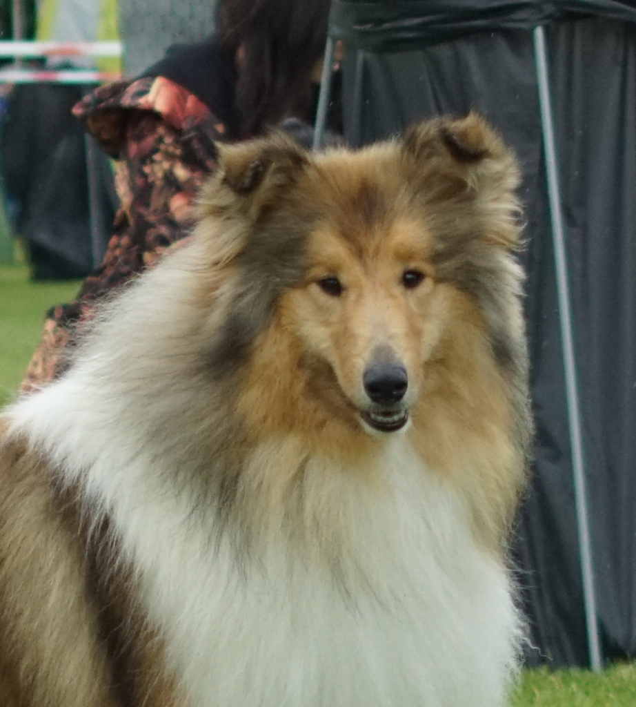 geba feli