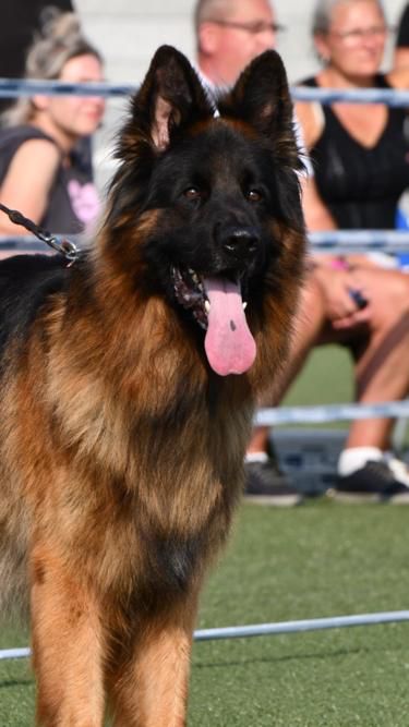 CASTOR