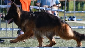 CASTOR1