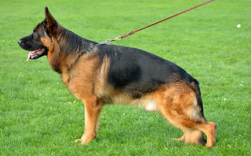 CASSIUS