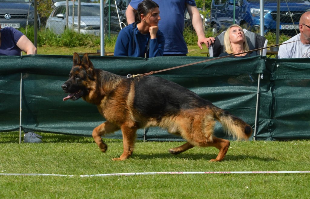 CASSIUS1