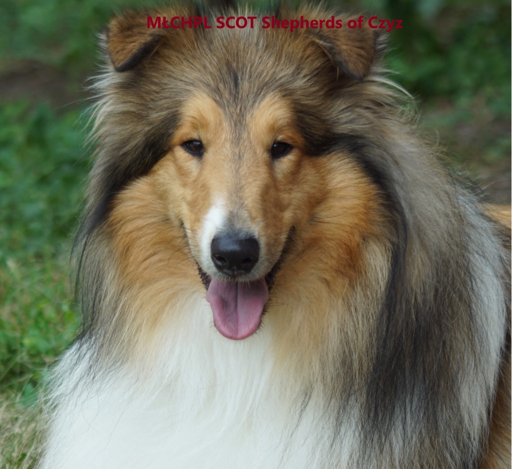 SCOT SAM